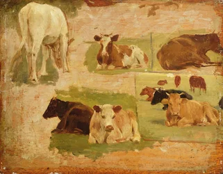 Study of Cows